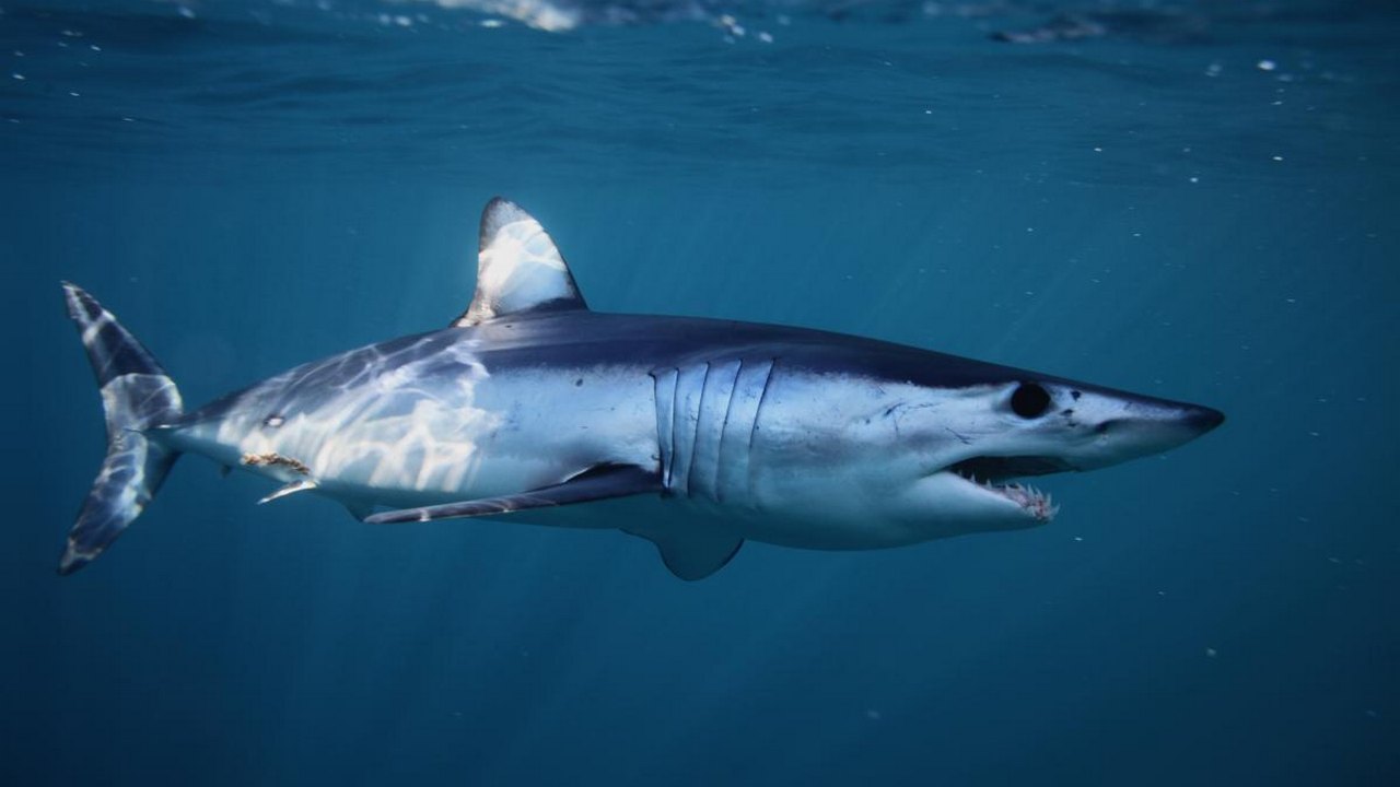 Protection for over a dozen shark species proposed by CITES, hit by opposition Protection for over a dozen shark species proposed by CITES, hit by opposition