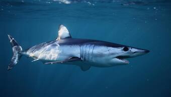 Protection for over a dozen shark species proposed by CITES, hit by opposition