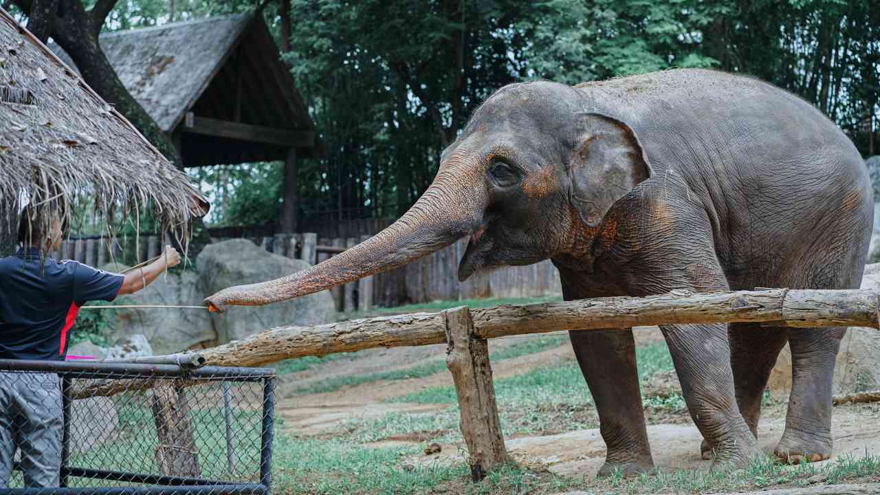 Elephant Day 2019: A story from conflict to coexistence between humans, elephants in Anamalai Elephant Day 2019: A story from conflict to coexistence between humans, elephants in Anamalai
