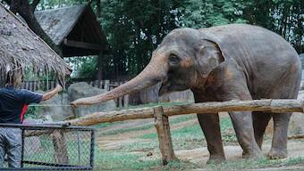 Elephant Day 2019: A story from conflict to coexistence between humans, elephants in Anamalai