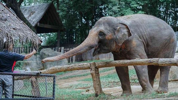 Elephant Day 2019: A story from conflict to coexistence between humans, elephants in Anamalai