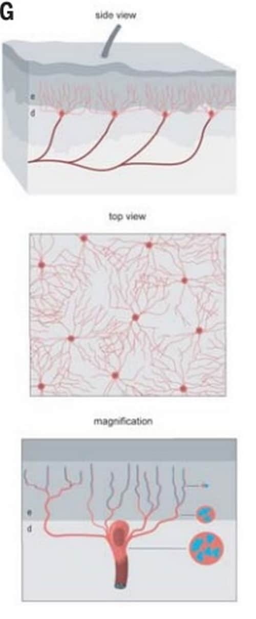 An illustration of nociceptive Schwann cells Image credit: Abdo, et al (Science)