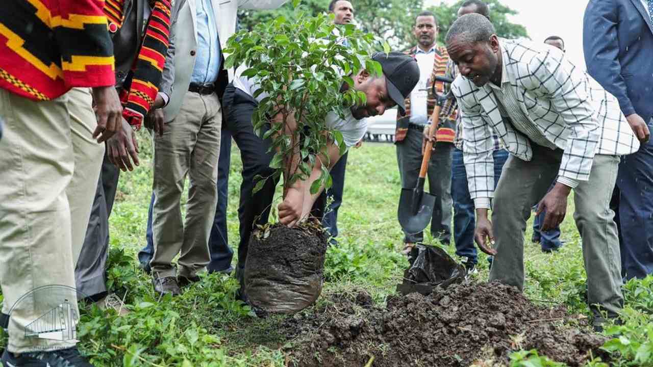 Ethiopia plants 224 million trees in one day to make up for country's deforestation Ethiopia plants 224 million trees in one day to make up for country's deforestation
