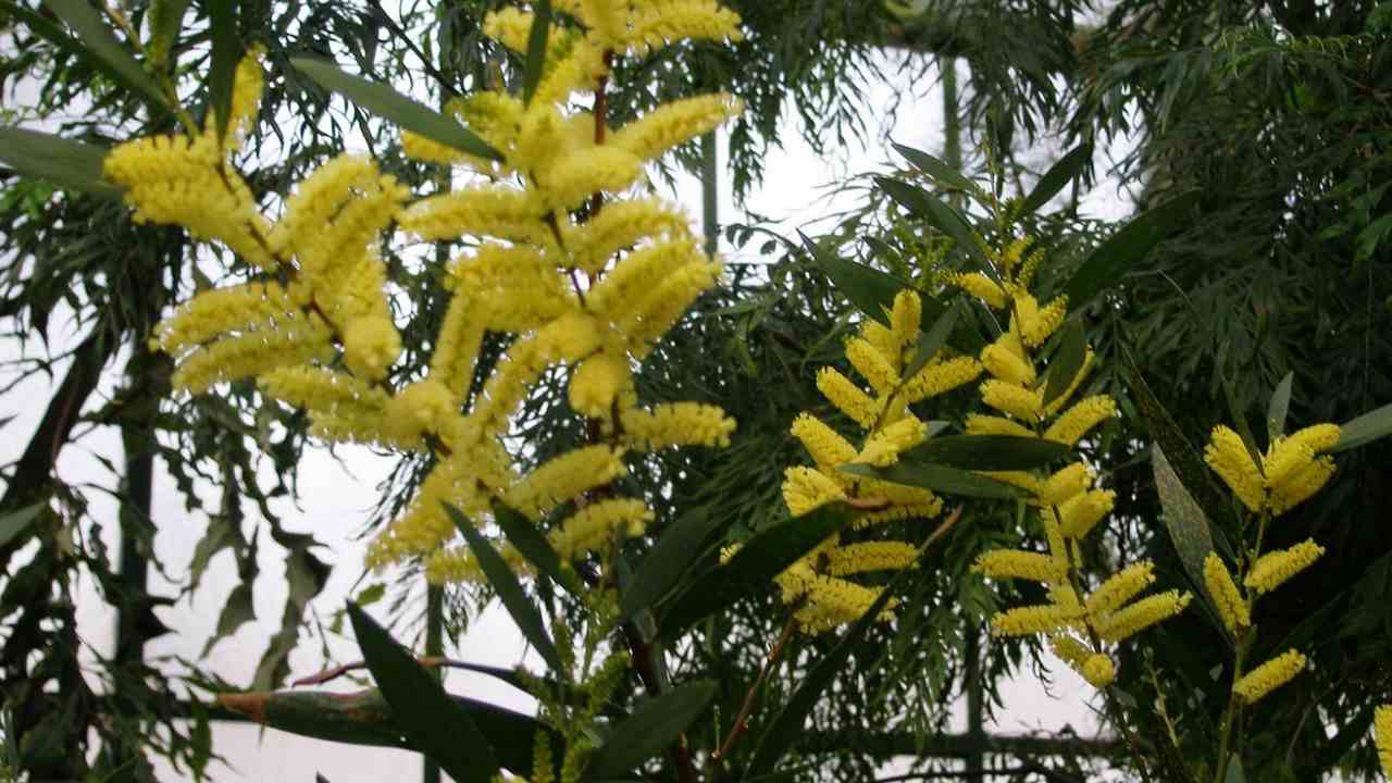 The golden wattle might struggle in our northern cities if they get hotter and drier. Image credit: Dryas/Wikimedia Commons
