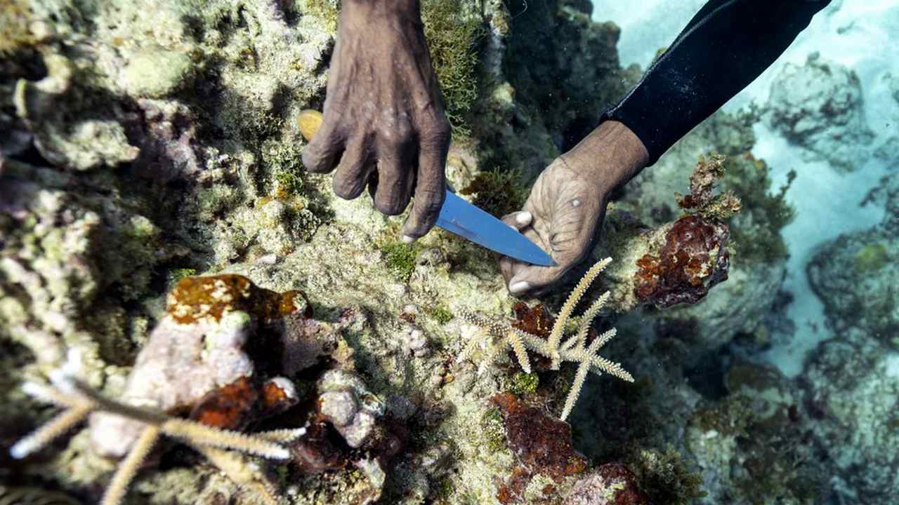 Diver Everton Simpson plants staghorn harvested from a coral nursery. image credit: AP Photo/David J. Phillip