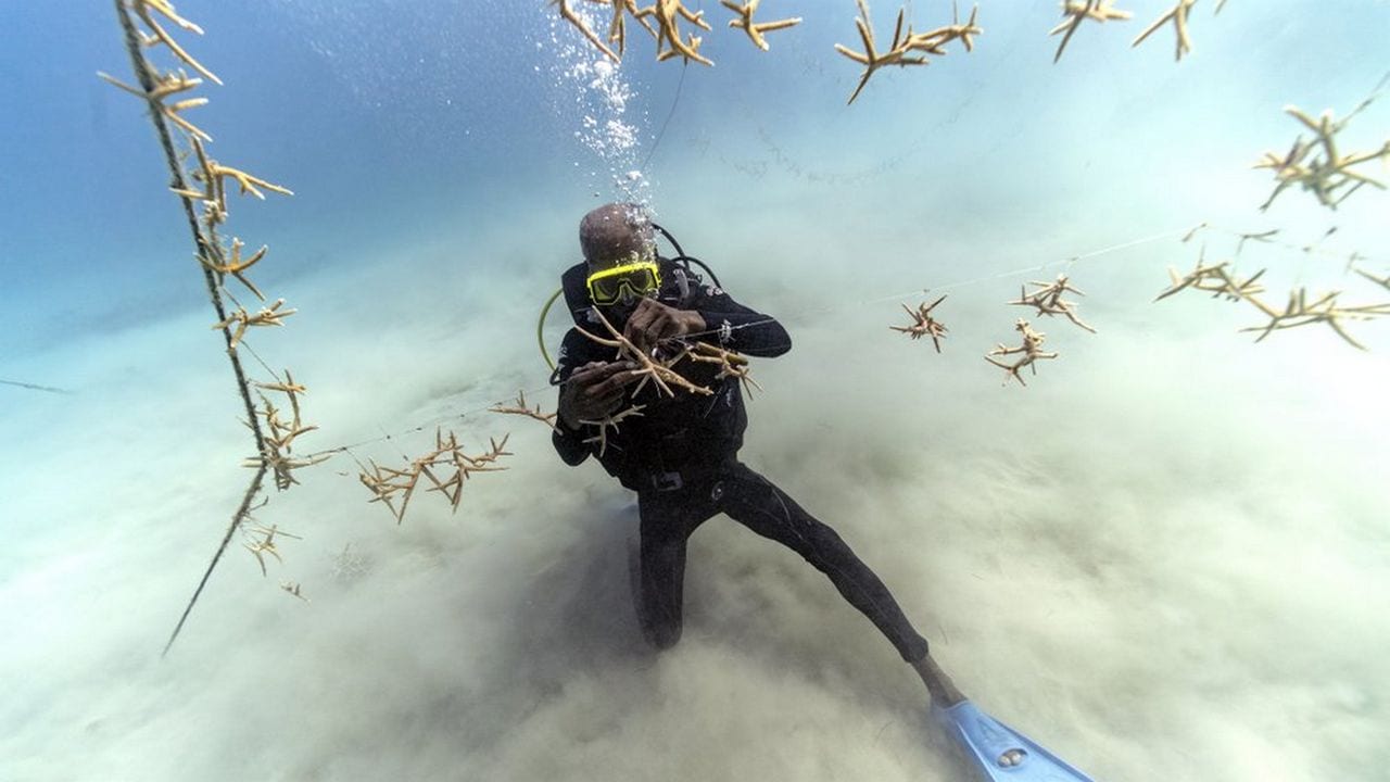  Everton Simpson untangles lines of staghorn coral at a coral nursery inside the White River Fish Sanctuary. image credit: AP Photo/David J. Phillip