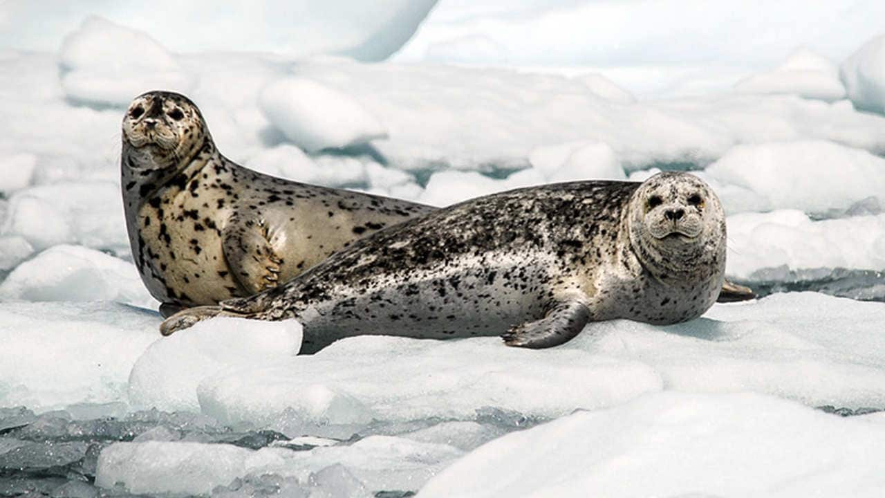 Harbor Seals in Alaska. Image credit: NOAA