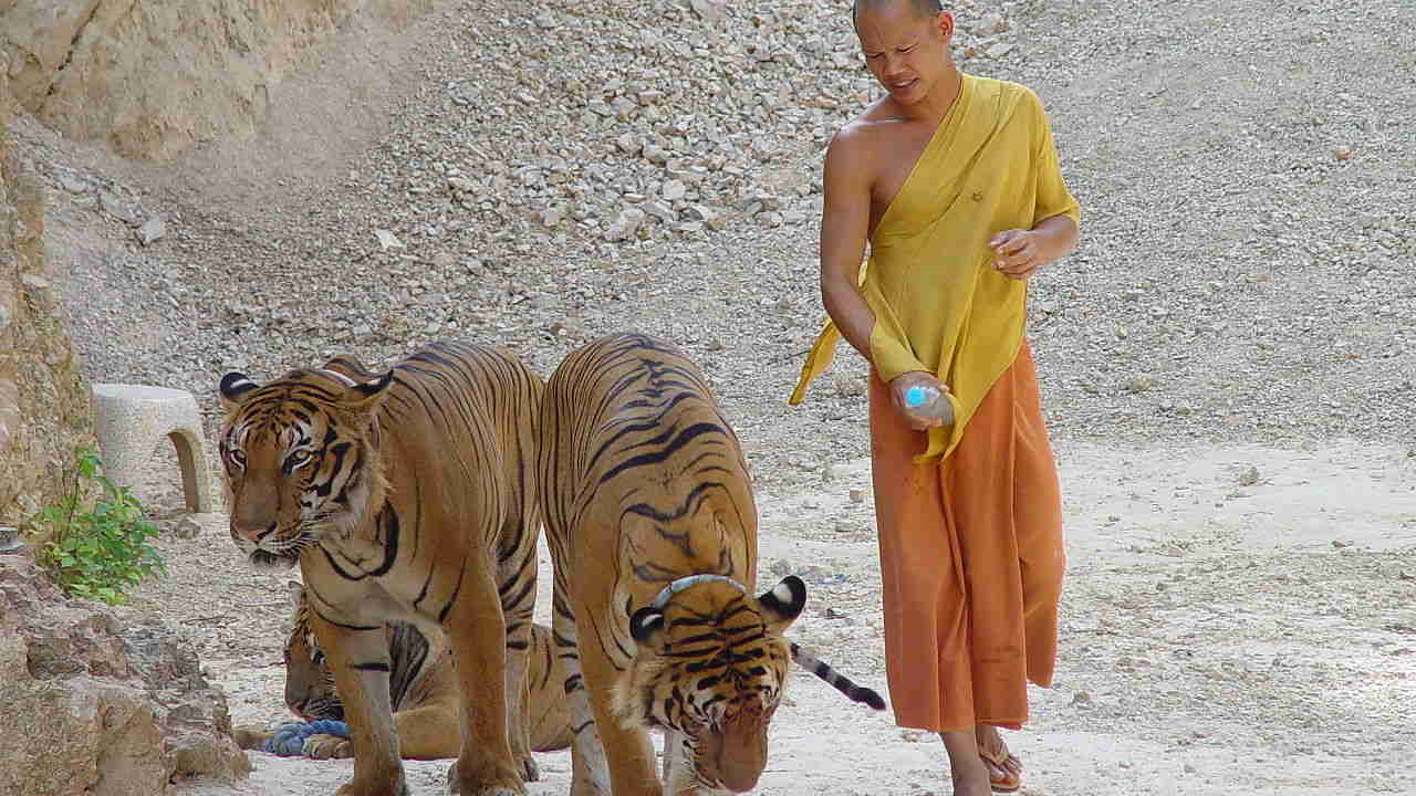 The tigers along with a monk in Thailand's tiger temple. image credit: Michael Janich