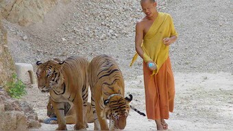 61 of the 147 tigers rescued from Thai temple survive the change of location