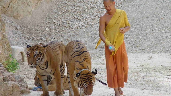 61 of the 147 tigers rescued from Thai temple survive the change of location