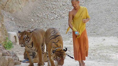 61 of the 147 tigers rescued from Thai temple survive the change of location