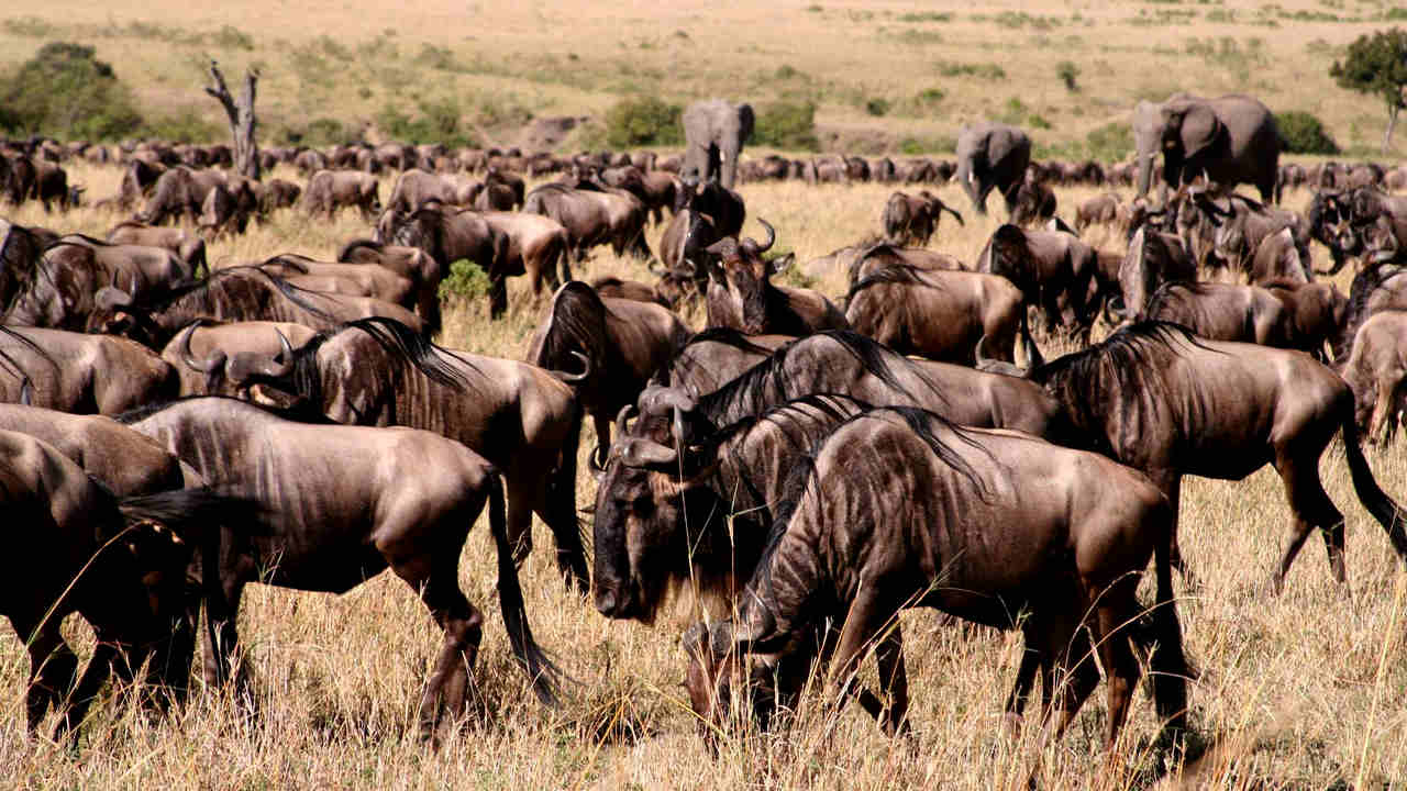 Mass migration of wildebeest is one phenological change. image credit; Flickr/Alan Green