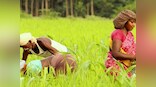 Adivasis and the Indian State: How onset of industrialism, modernisation wreaked cultural, social and economic havoc among tribals