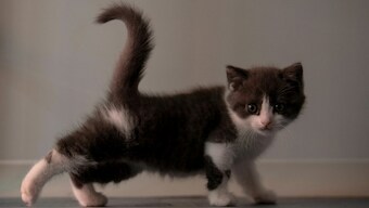 Copy Cat: Chinese firms Sinogene successfully clones its first cat, Garlic