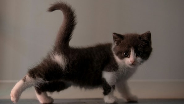 Copy Cat: Chinese firms Sinogene successfully clones its first cat, Garlic