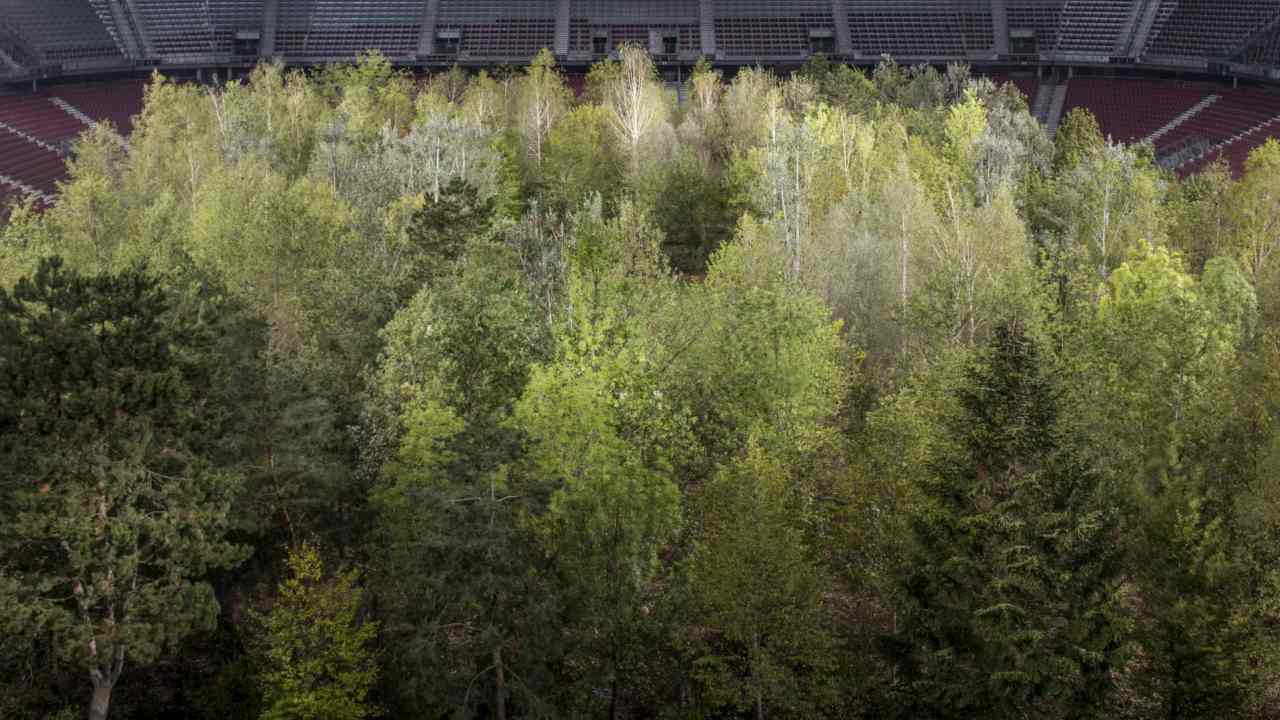 Artist transplants 300 trees on to football stadium in Austria for the sake of art- Technology News, Firstpost