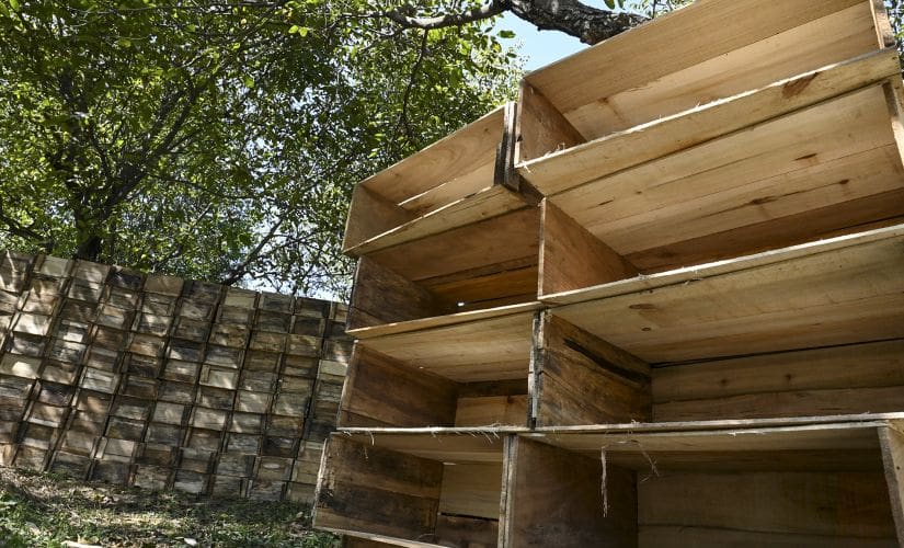 Kashmir situation leaves apple orchards in the lurch; cultivators say clampdown has hurt business, govt says just 'matter of days' Kashmir situation leaves apple orchards in the lurch; cultivators say clampdown has hurt business, govt says just 'matter of days'