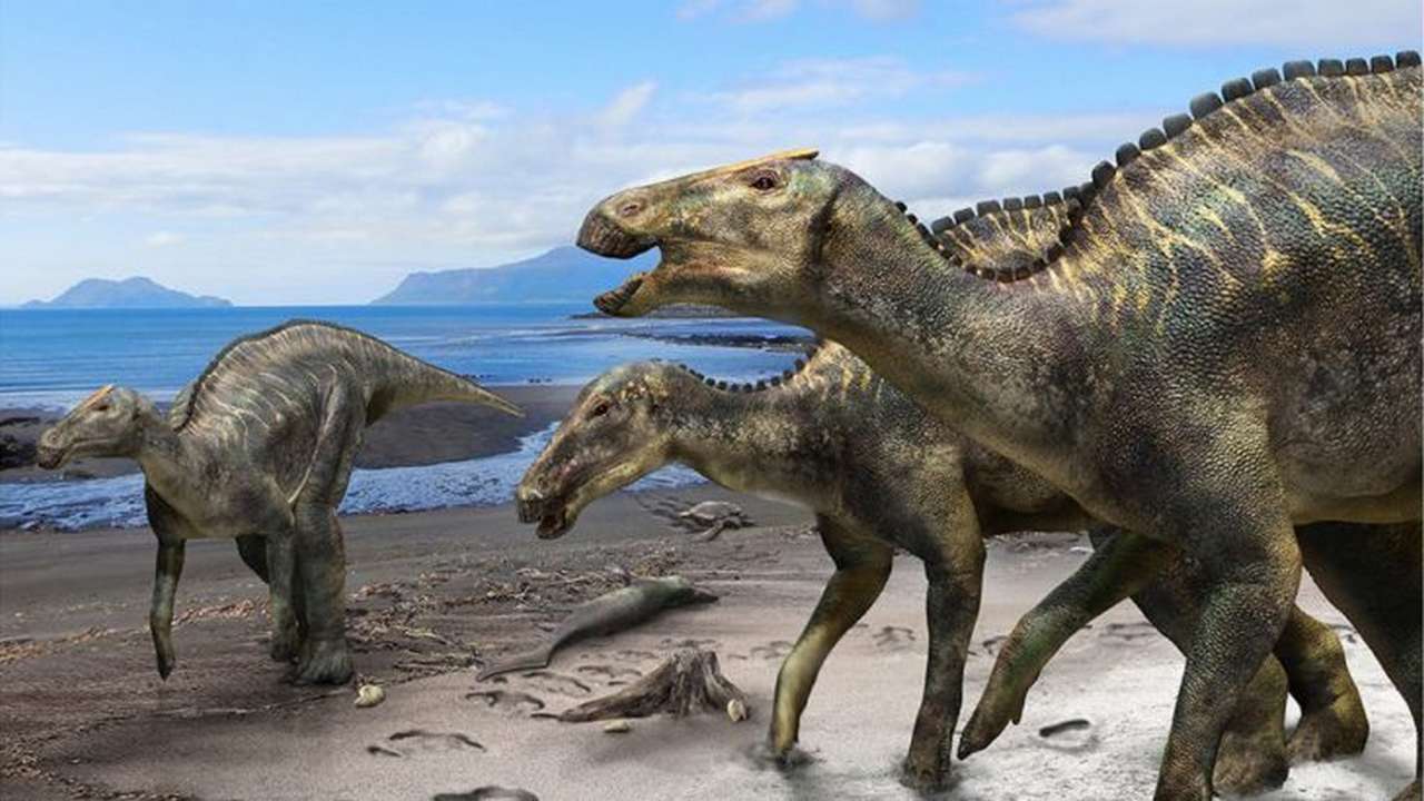 New species of a duck-billed dinosaur skeleton found in Japan dates to 72 million year old New species of a duck-billed dinosaur skeleton found in Japan dates to 72 million year old