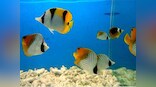 Bonsai does't enhance interior design, aquariums aren't aesthetic, breads kill birds: Stop inflicting pain on animals and trees