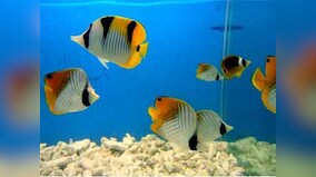 Bonsai does't enhance interior design, aquariums aren't aesthetic, breads kill birds: Stop inflicting pain on animals and trees
