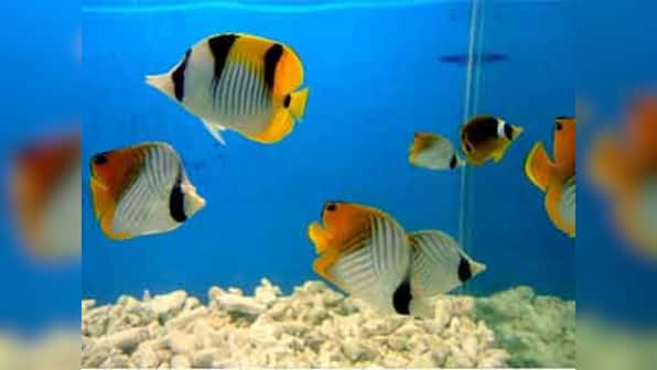 Bonsai does't enhance interior design, aquariums aren't aesthetic, breads kill birds: Stop inflicting pain on animals and trees