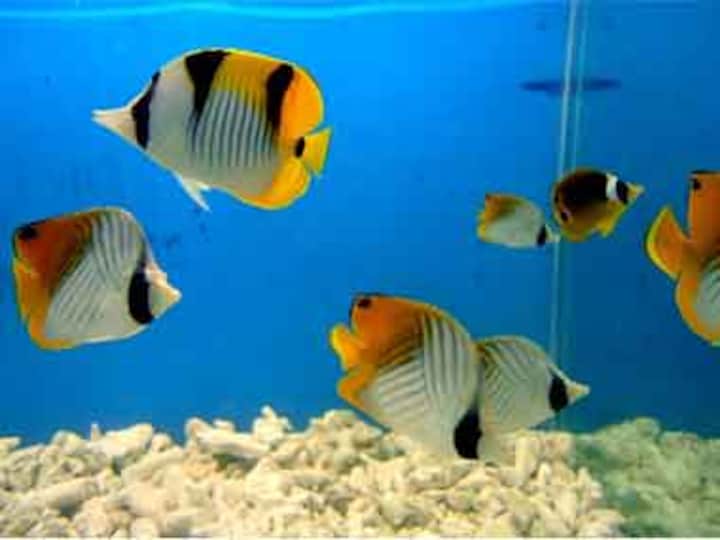 Bonsai does't enhance interior design, aquariums aren't aesthetic, breads kill birds: Stop inflicting pain on animals and trees