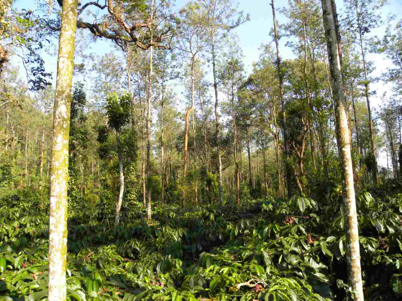 Kodagu, coffee, climate change: An agroforestry scientists notes on the connection