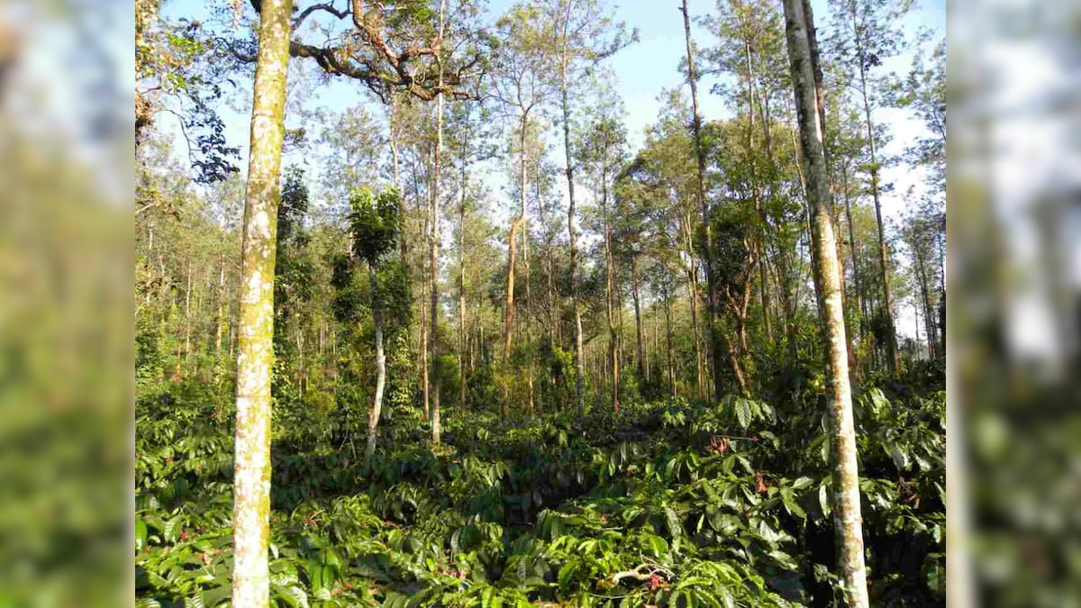 Government Data: 554 sq km forest area diverted for non-forestry purposes in last 3 years