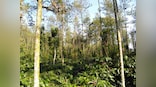 Government Data: 554 sq km forest area diverted for non-forestry purposes in last 3 years