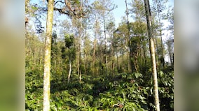 Government Data: 554 sq km forest area diverted for non-forestry purposes in last 3 years