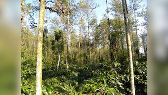 Government Data: 554 sq km forest area diverted for non-forestry purposes in last 3 years