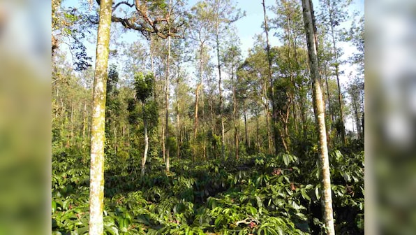 Government Data: 554 sq km forest area diverted for non-forestry purposes in last 3 years