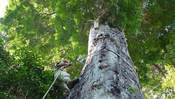 The tallest trees in the Amazon rainforests are safe from the raging wildfires