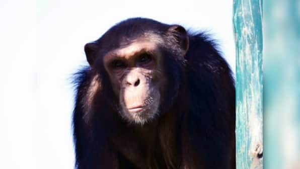 ED attaches three chimpanzees, four marmosets as part of money-laundering probe against wildlife smuggler in West Bengal