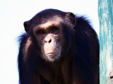 ED attaches three chimpanzees, four marmosets as part of money-laundering probe against wildlife smuggler in West Bengal