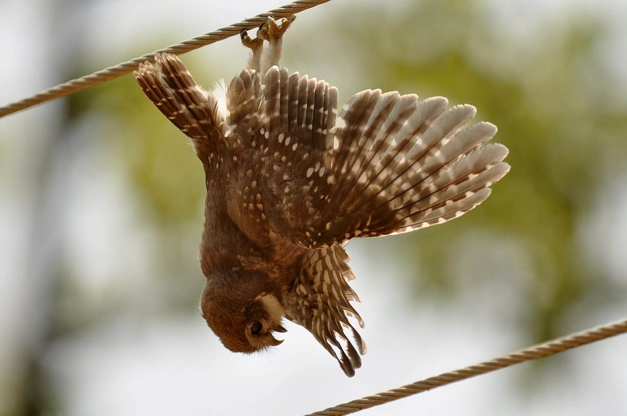 A spotted owlet electrocuted in Central India. 
