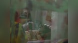 Five vector-borne diseases to watch out for in India