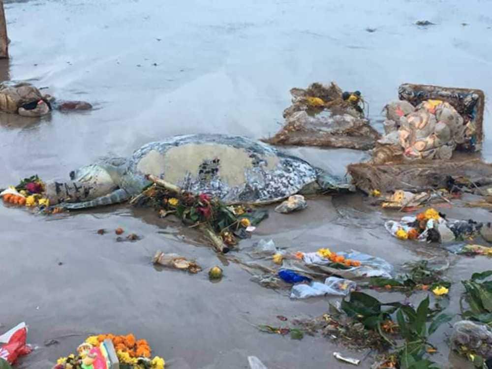 A turtle washed ashore after visarjan. Image credit: Author provided