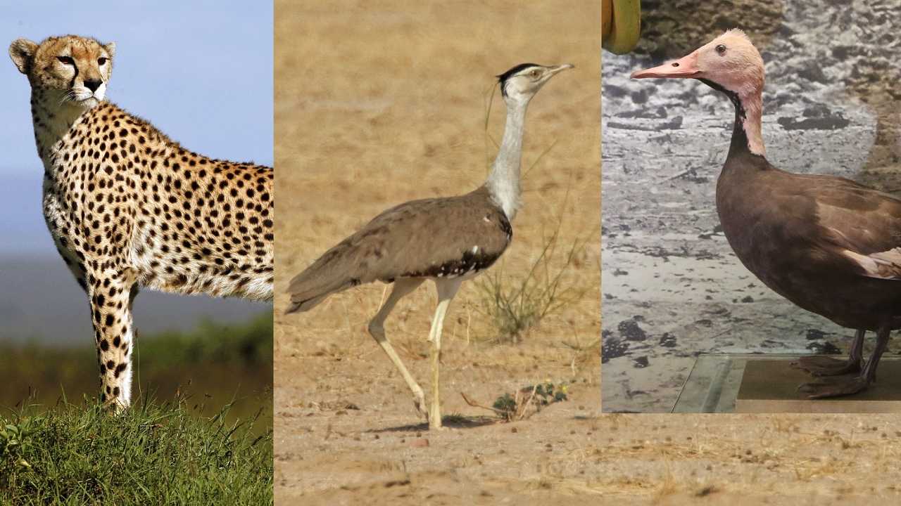 Three iconic species endemic to India gone extinct due to desertification: Researchers Three iconic species endemic to India gone extinct due to desertification: Researchers
