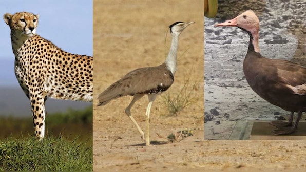 Three iconic species endemic to India gone extinct due to desertification: Researchers