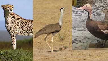 Three iconic species endemic to India gone extinct due to desertification: Researchers