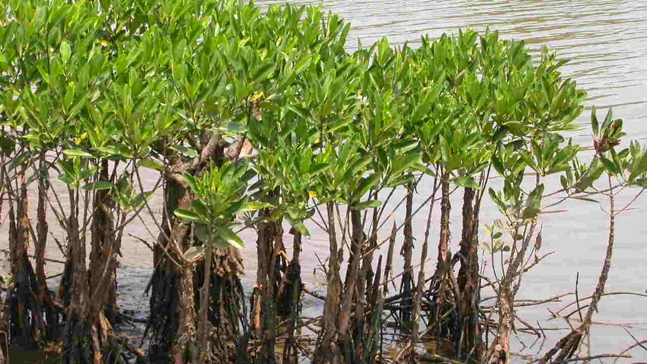 Mangroves are the best defences during flooding. image credit: WIkimedia Commons