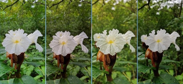 This close up of a wild flower in Aarey saw the Note 1 deliver a rather crisp image. However, the Pixel 3 comes out on top with the sharpest image and the colours closest to the scene. The 7 Pro again delivered a soft image. L to R: Note 10, Pixel 3, P30 Pro, 7 Pro