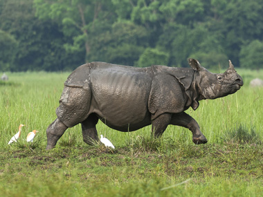 World Rhino Day 2019: Myth of magical horns, weaponisation of DNA and the uphill battle against poaching World Rhino Day 2019: Myth of magical horns, weaponisation of DNA and the uphill battle against poaching