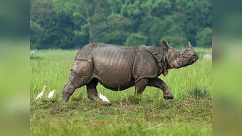 World Rhino Day 2019: Myth of magical horns, weaponisation of DNA and the uphill battle against poaching