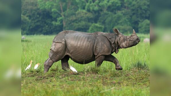 World Rhino Day 2019: Myth of magical horns, weaponisation of DNA and the uphill battle against poaching