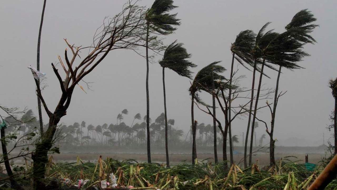 Strong winds lashing against swaying trees during Cyclone Fani.