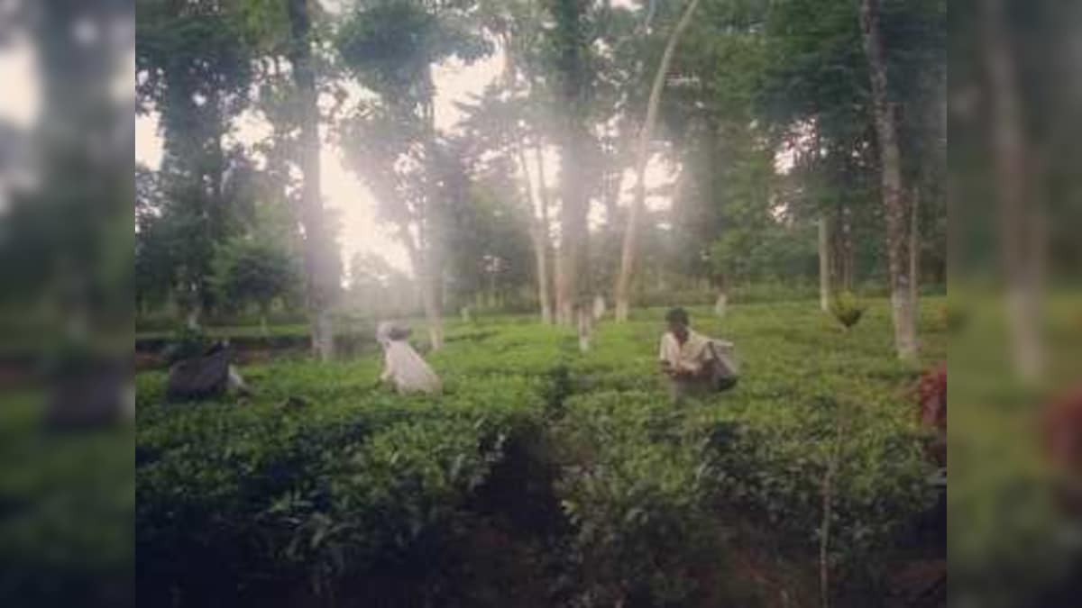 Adivasis and the Indian State: Abysmal wages, ineffective labour unions leave tribal tea garden workers high and dry