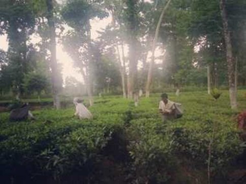 Adivasis and the Indian State: Abysmal wages, ineffective labour unions leave tribal tea garden workers high and dry Adivasis and the Indian State: Abysmal wages, ineffective labour unions leave tribal tea garden workers high and dry