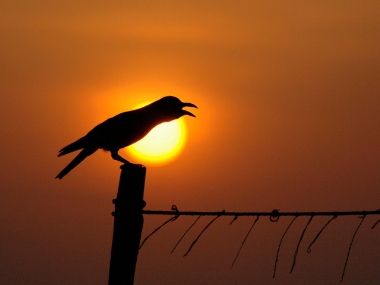 Disappearing crows, a wake up-caw: Intelligent birds just like humans, action needed before numbers further dwindle Disappearing crows, a wake up-caw: Intelligent birds just like humans, action needed before numbers further dwindle